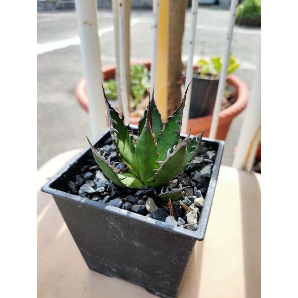 霍利達強刺龍舌蘭多肉植物外型狼牙棒 蝦皮購物