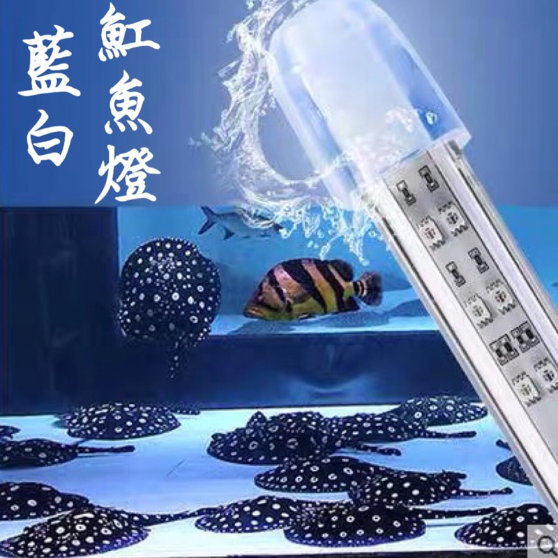 帥哥水族 Shark 水中燈藍白燈水陸兩用led燈魟魚燈龍魚燈金魚燈 蝦皮購物