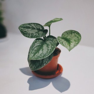 盆空間・星點藤蔓綠絨 室內觀賞植物綠化盆栽植栽 水泥盆 3吋-4.5吋盆/比利時環保盆