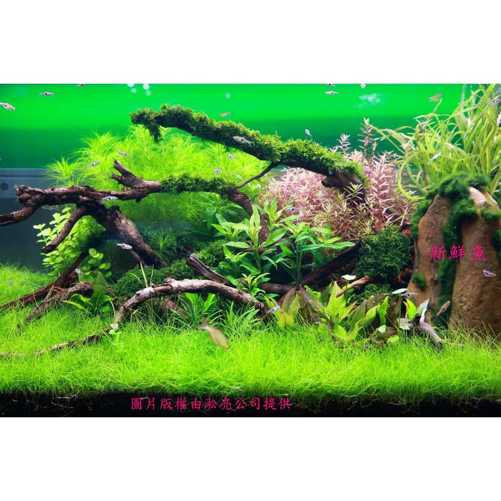 水草冠軍的價格推薦 21年6月 比價比個夠biggo