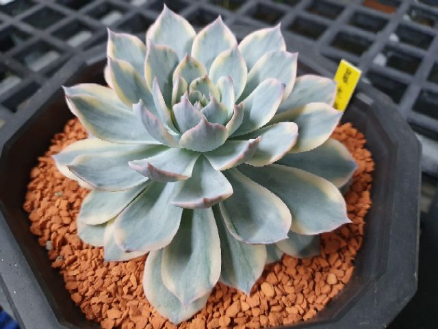 Find X 找肉晨光錦大顆多肉植物出錦多肉植物 蝦皮購物