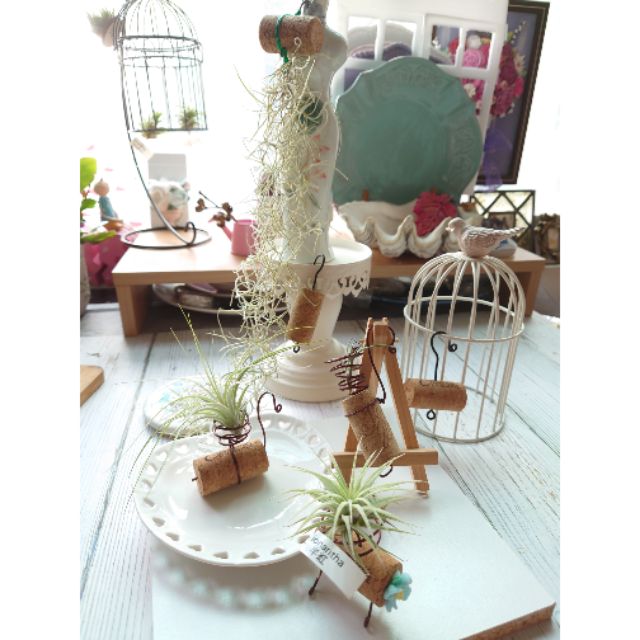 空氣鳳梨 松蘿軟木塞架 桌上款 吊掛款 療癒小物