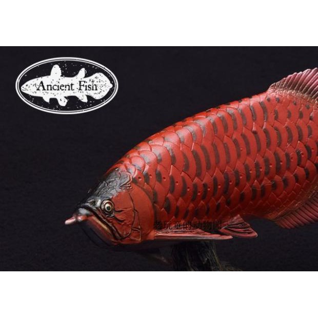時尚精品 日本favorite出品古代鱼系列单卖 亚洲龙鱼红龙 模型 蝦皮購物