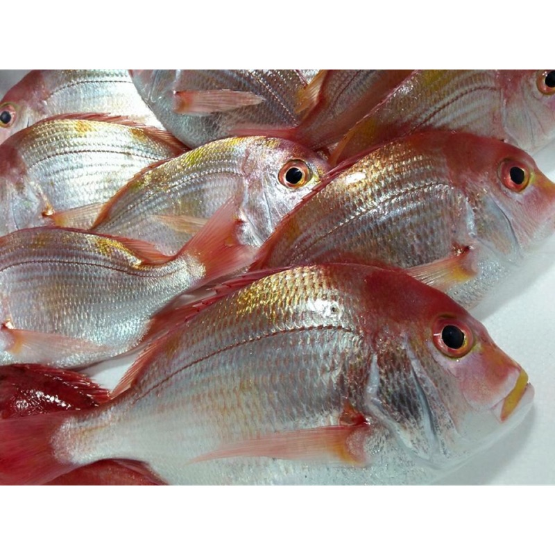 尾赤宗魚 赤宗 蝦皮購物