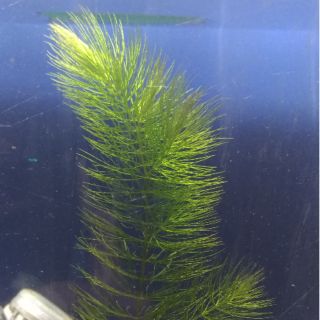 金魚藻的價格推薦 21年8月 比價撿便宜