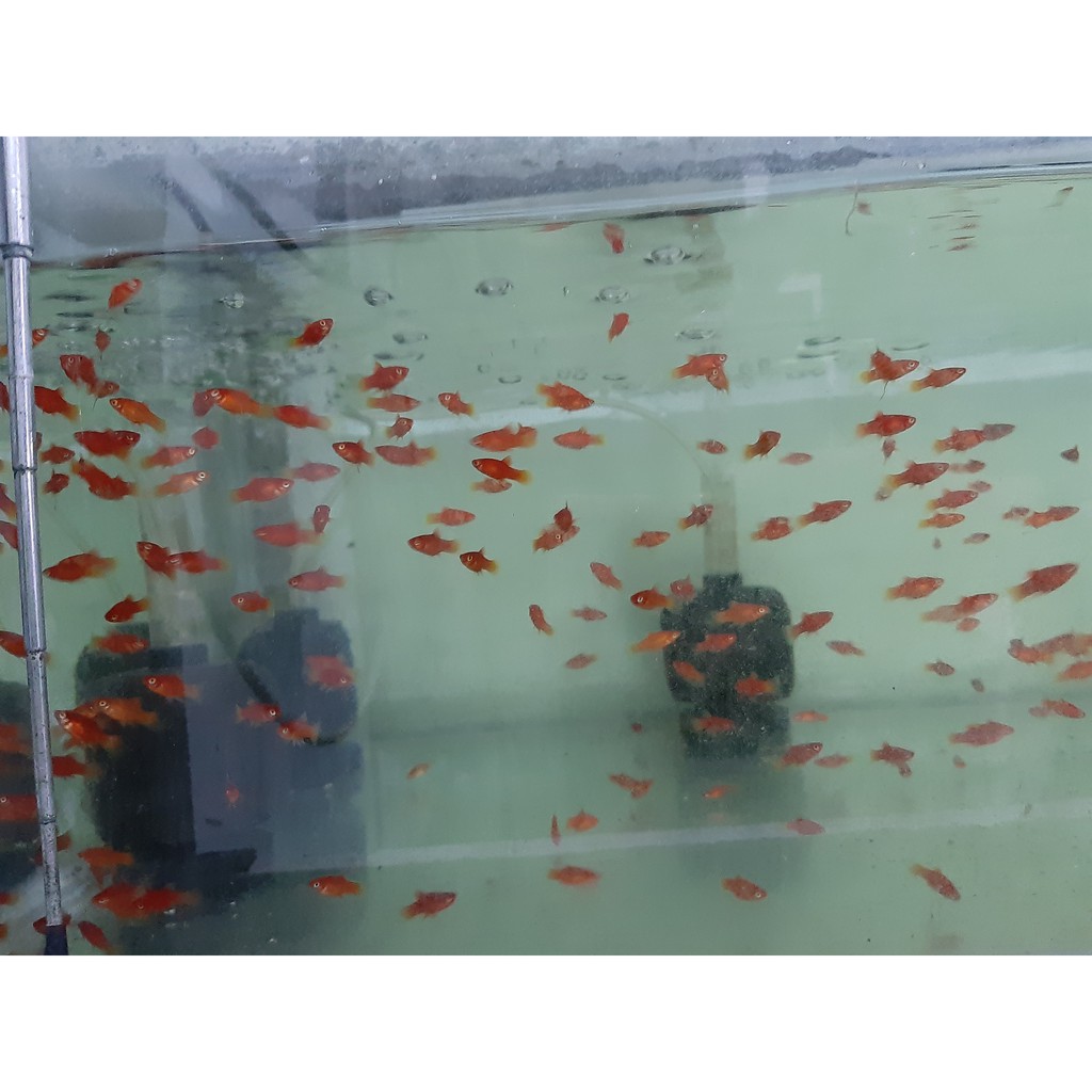 紅球 優惠推薦 21年6月 蝦皮購物台灣