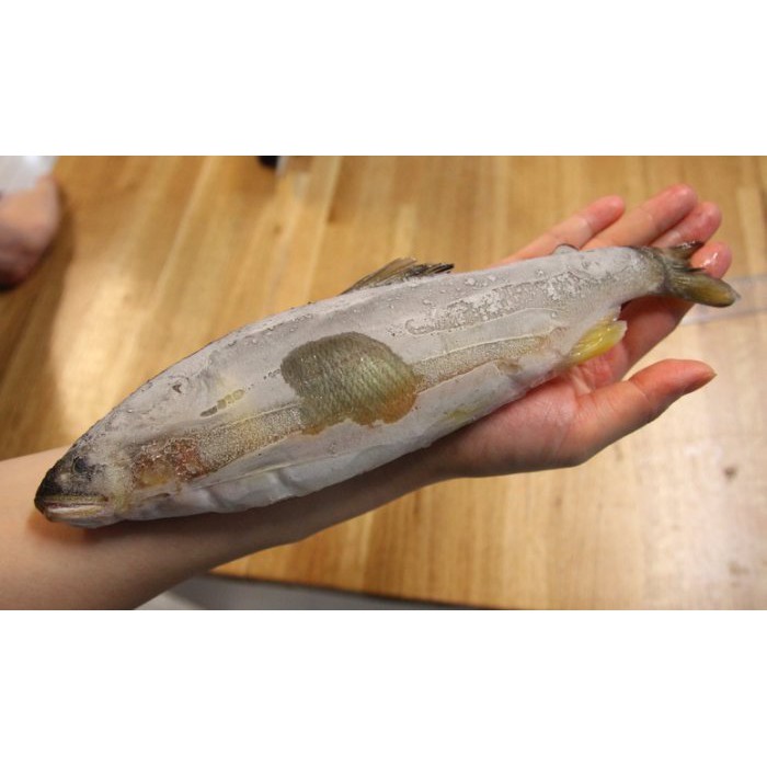 【禧福水產】現貨獨家3p超巨大宜蘭爆卵母香魚$特價799元/920g±5%/3隻◇居酒屋日本料理燒烤店餐廳團購無菜單台菜