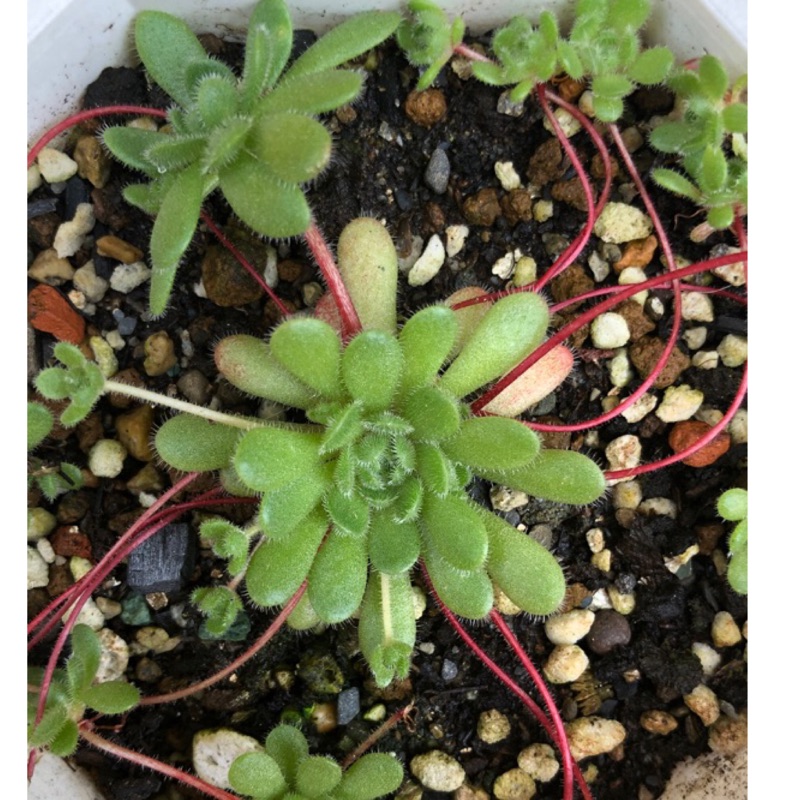 多肉植物 花岩鞋3寸盆 含盆寄出 蝦皮購物