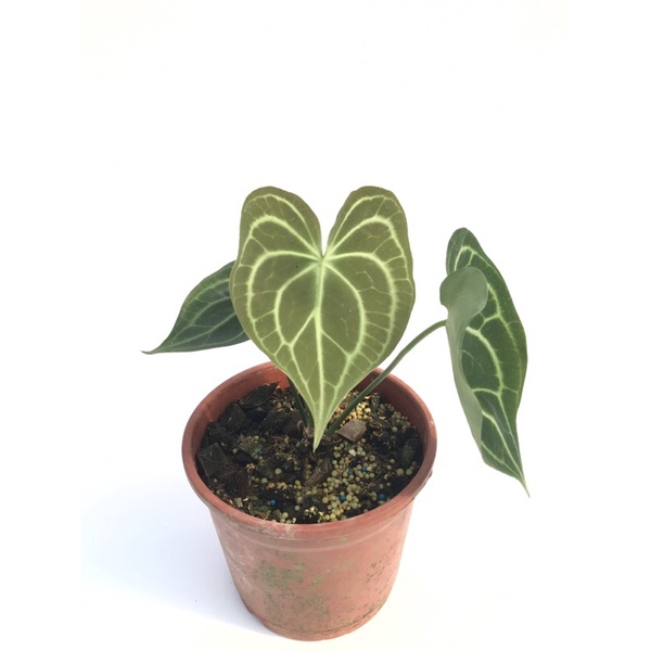 Anthurium clarinervium 明脈花燭（圓葉花燭）