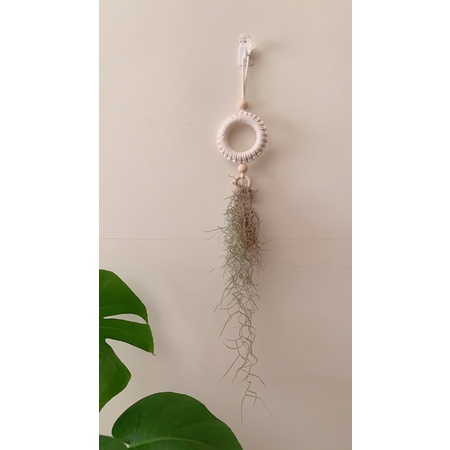 macrame 編織壁掛 空氣鳳梨 松蘿 吊掛裝飾 吊掛繩