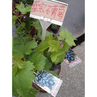 藍寶石葡萄/藍寶石葡萄/藍寶石葡萄