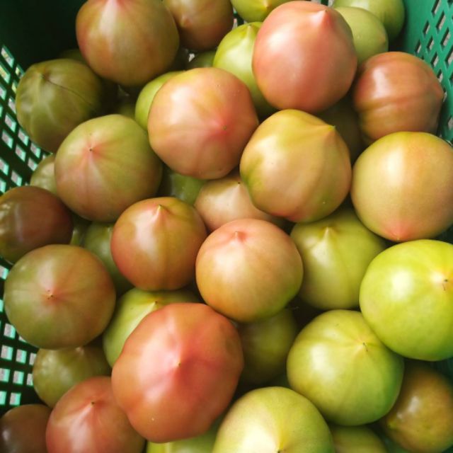 宜蘭溫泉蕃茄中的一斤40元