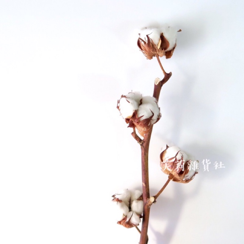 天然乾燥棉花乾燥花材 蝦皮購物