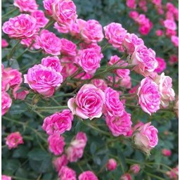 香芳日本迷你玫瑰 開花量超級多 超好照顧 灌木薇香月季苗庭院陽臺花園爬藤芳香花卉植物四季開花1入 7吋 蝦皮購物