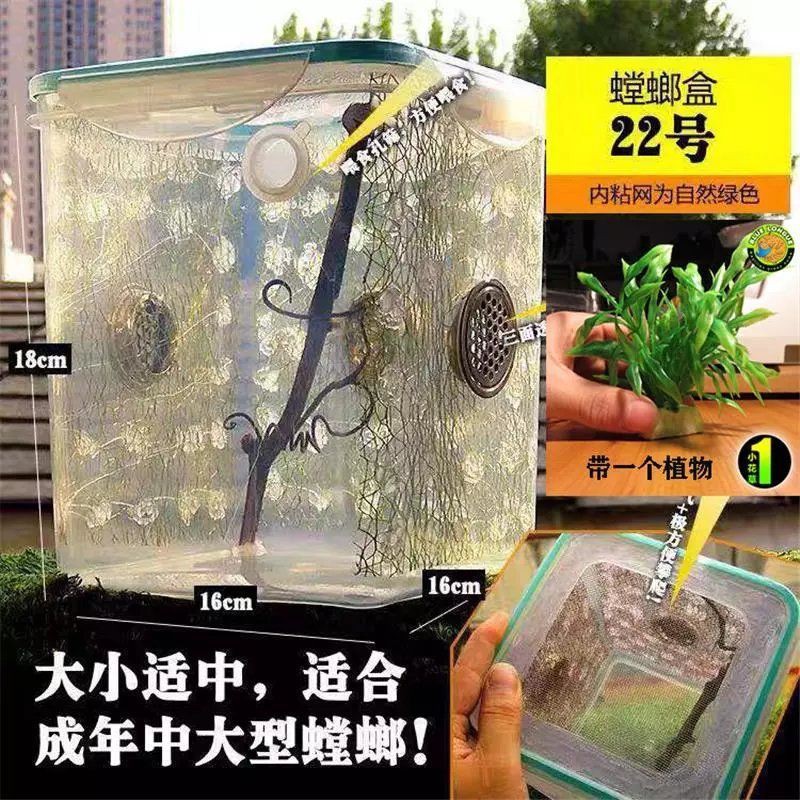 台灣現貨免運新品幽靈螳螂刺花螳螂寵物螳螂飼養盒箱爬蟲攀爬造景別墅飼養箱 11月21日發完 蝦皮購物