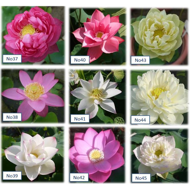 水蓮 優惠推薦 21年9月 蝦皮購物台灣