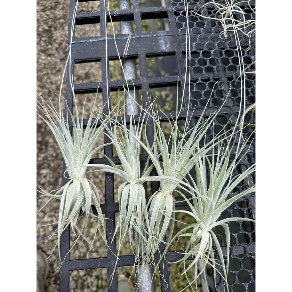 薄紗(特價品、已綁好鋁線)-空氣鳳梨 Tillandisia-婚禮小物-小植栽