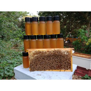 伍的蜂蜜！Follow bee
