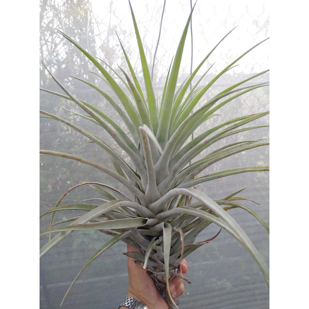 綠房子空氣鳳梨鮭魚卡比他他capitata Salmon 蝦皮購物