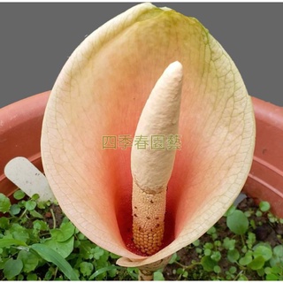 蒟蒻蒟蒻苗5吋盆高度15公分左右 Flin 蝦皮購物