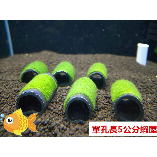 竹炭 單孔+綠藻    長5公分蝦屋  水晶蝦 孔雀魚 仔魚 躲藏 神經病水族