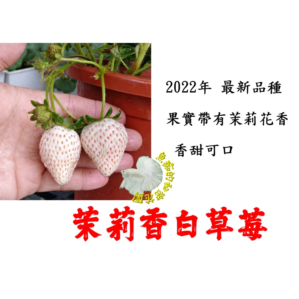 尚未開花結果 [ 2022年新品種 茉莉香白草莓盆栽 ] 5寸盆 新品種草莓苗～季節限定~ 先確認有沒有貨再下標!