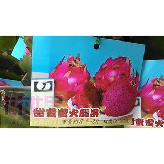 (缺貨，預購中)花花世界-水果苗**甜蜜蜜火龍果**4吋盆/高30-40cm/甜度高/MA