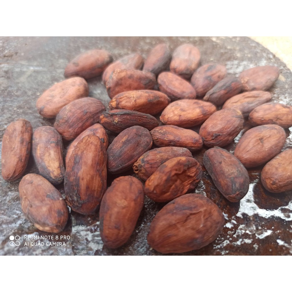 可可豆進口頂級可可原生豆 南美洲天然發酵豆 巧克力原料 烘焙即可食用 最佳養生堅果