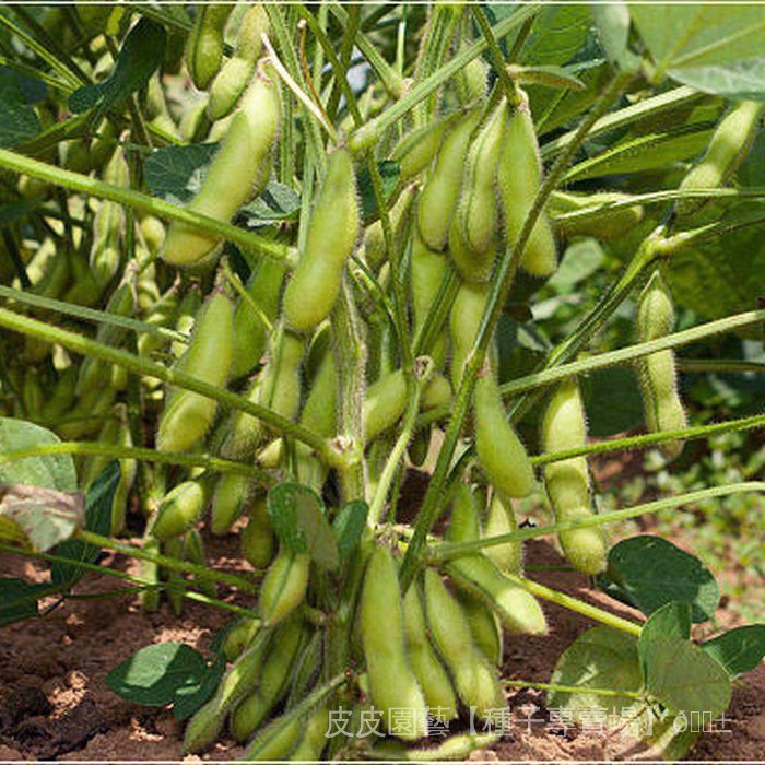 種子夯毛豆種子鮮食大粒毛豆種子黃豆種子春夏季蔬菜種子高產大豆種子 UavU