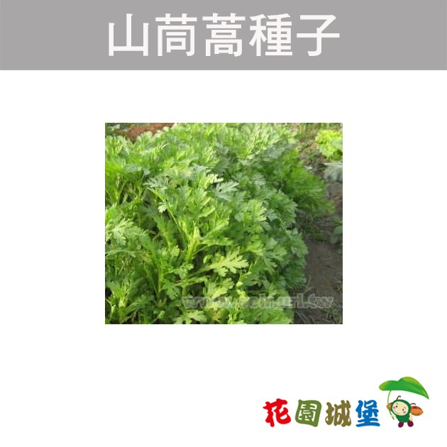 現貨 裂葉茼蒿 山茼蒿 春菊種子台灣平地全年可栽葉菜類garland Chrysanthemum 花園城堡 蝦皮購物