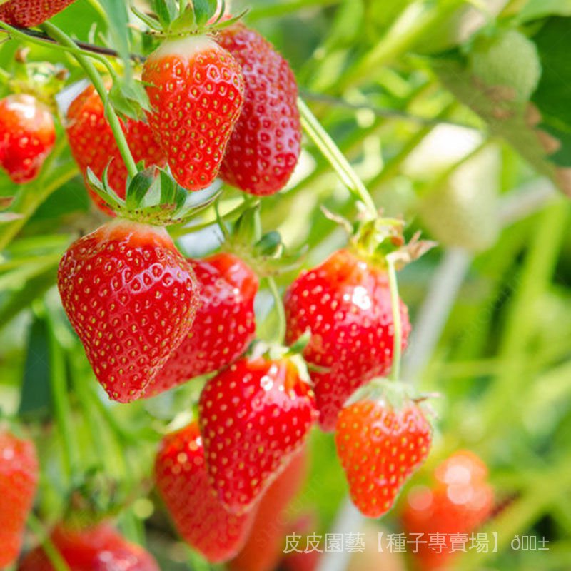 種子夯奶油草莓種子 四季草莓種子 室內盆栽陽台庭院蔬菜草莓種子 pI4q
