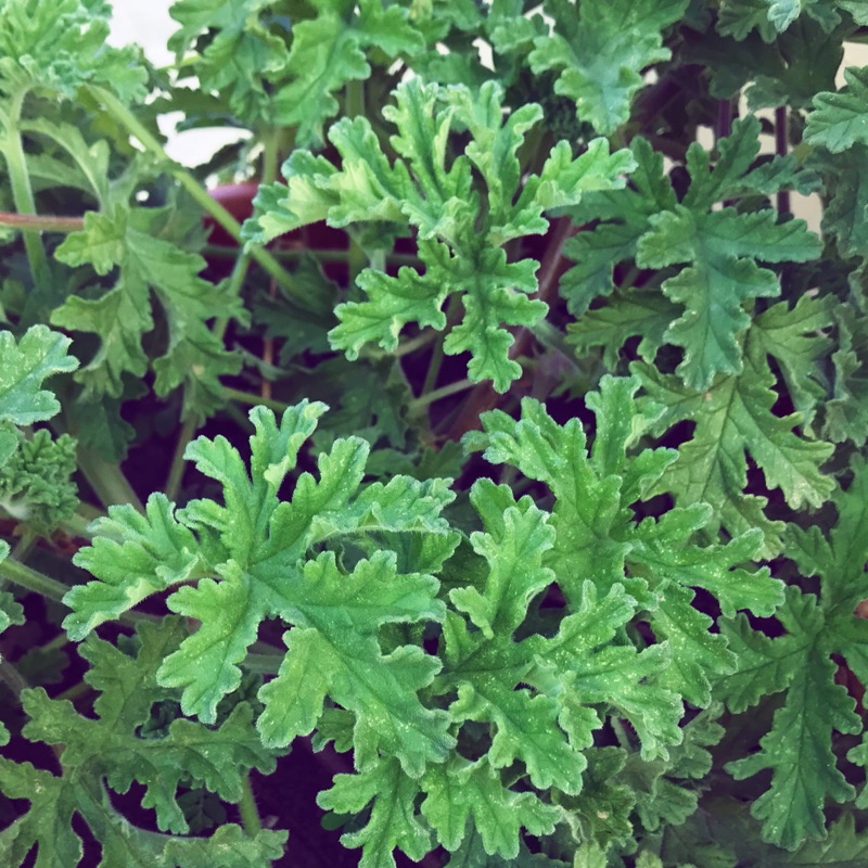 91的香草園 波旁天竺葵純露 蝦皮購物