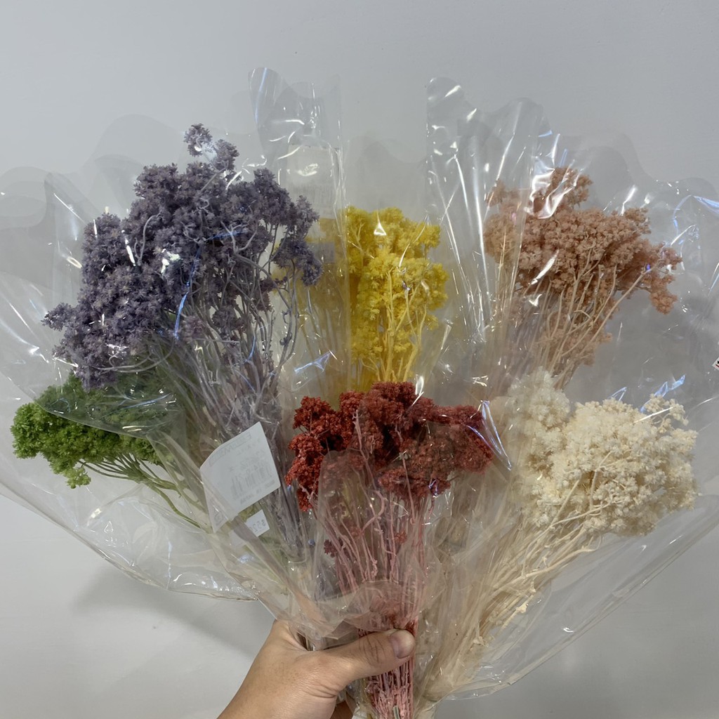 乾燥花 乾燥花材 索拉花 繁星花 手工花 手作素材 乾燥花素材 蝦皮購物