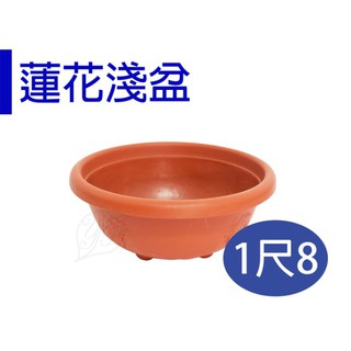 【醬米資材】水耕植物蓮花荷花 便宜耐用/ 葡紋蓮花淺盆-1尺8