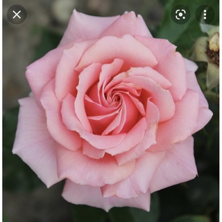 （樹玫瑰現貨請聊聊） 玫瑰競賽 粉玫瑰 植株盆 盆栽