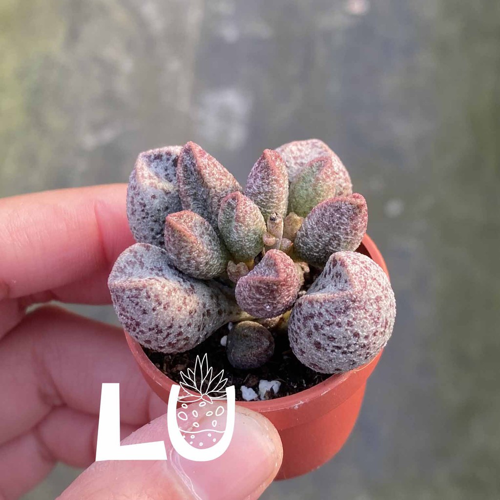 一吋多肉植物＿咖啡豆天章＿呂爸爸農家樂