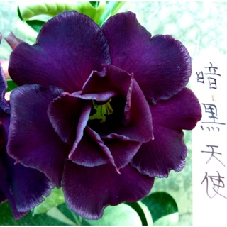 天使花苗 優惠推薦 22年10月 蝦皮購物台灣