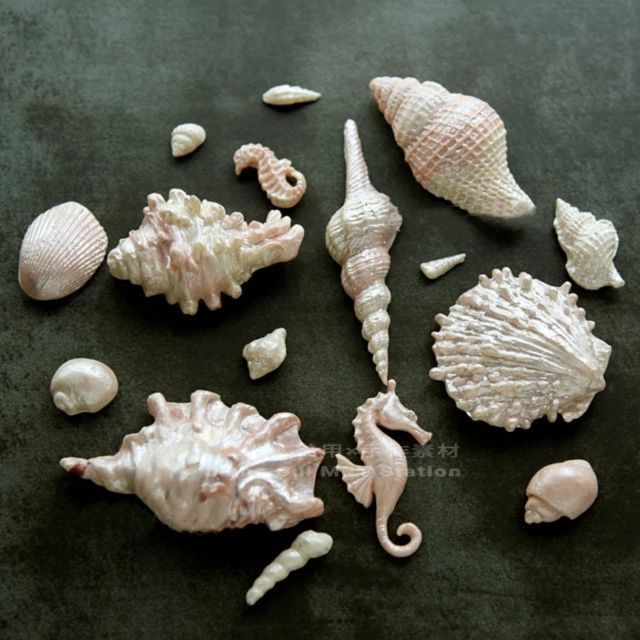 【捷運江翠站】🔆現貨🔆👍/21海洋系列珍珠海螺海星貝殼海貝矽膠模具(大款模具) 5款海洋生物翻糖烘焙模具