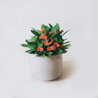 盆空間・麒麟花 室內觀賞植物綠化花卉盆栽植栽 水泥盆 3吋-4.5吋盆/比利時環保盆