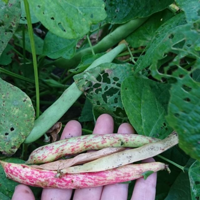 農來種菜 花豆種子彩虹豆矮性傳統花豆陽台種菜盆栽種菜 蝦皮購物