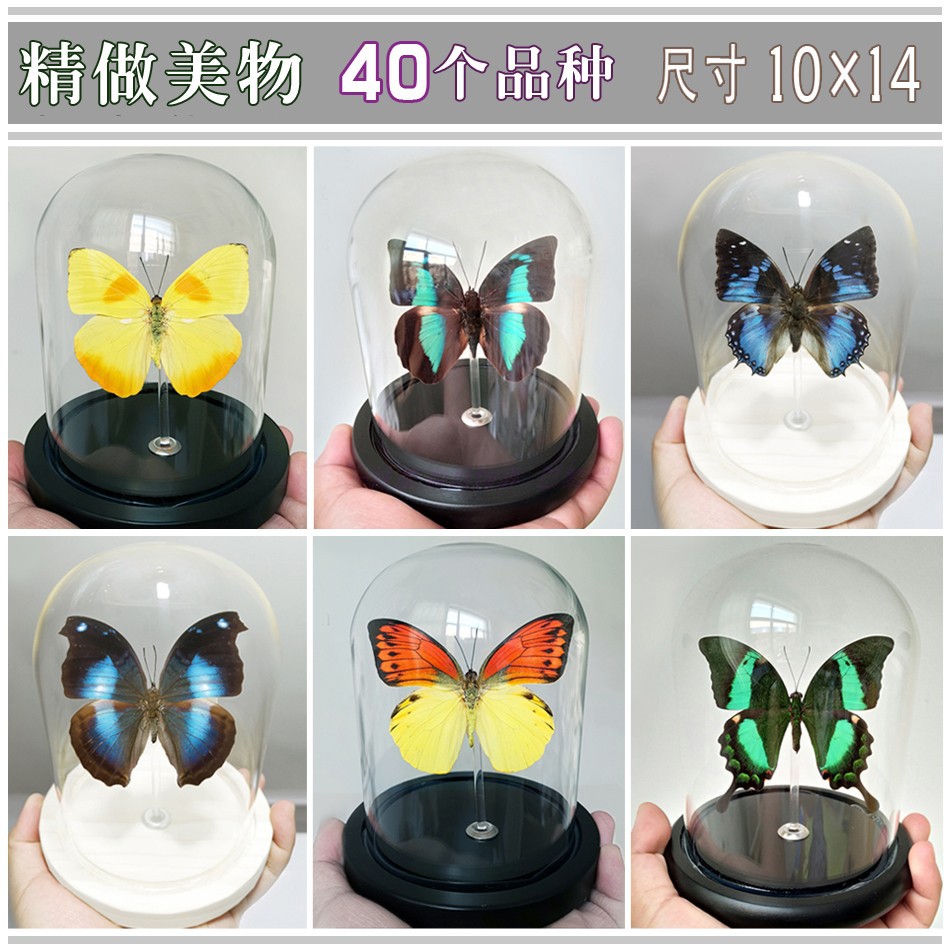 真蝴蝶標本昆蟲標本玻璃罩防塵罩擺件生日禮物水晶球永生花工藝品 蝦皮購物