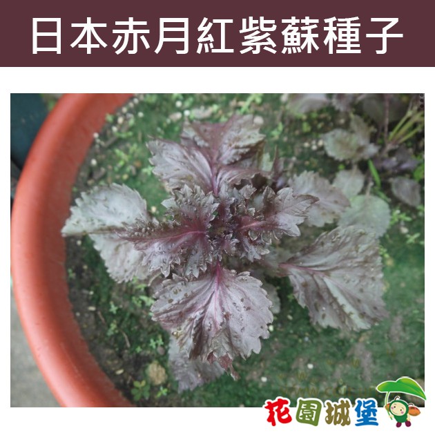 日本赤月紅紫蘇種子 花園城堡 蝦皮購物