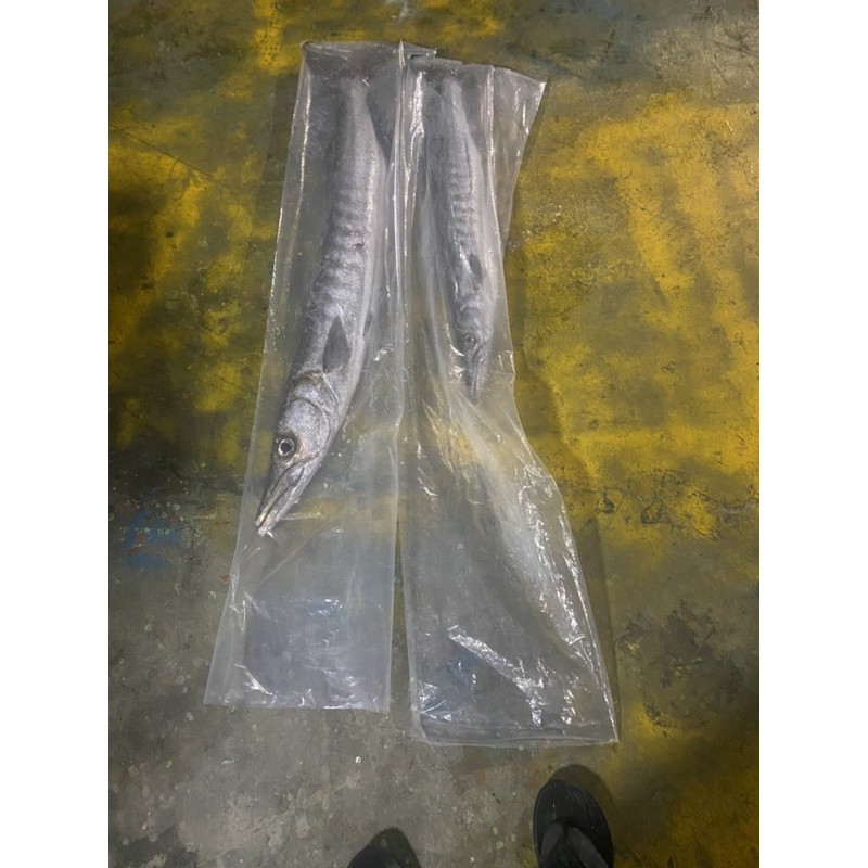 加厚塑膠袋，裝魚好用。長度：160公分 寬度：35公分  厚度0.1公分 可以洗完重複利用  一公斤約9-10個