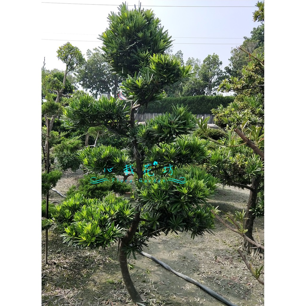 心栽花坊 羅漢松 土球 層次 樹型隨機 造型樹 綠境 綠籬植物 售價5000特價4000 蝦皮購物