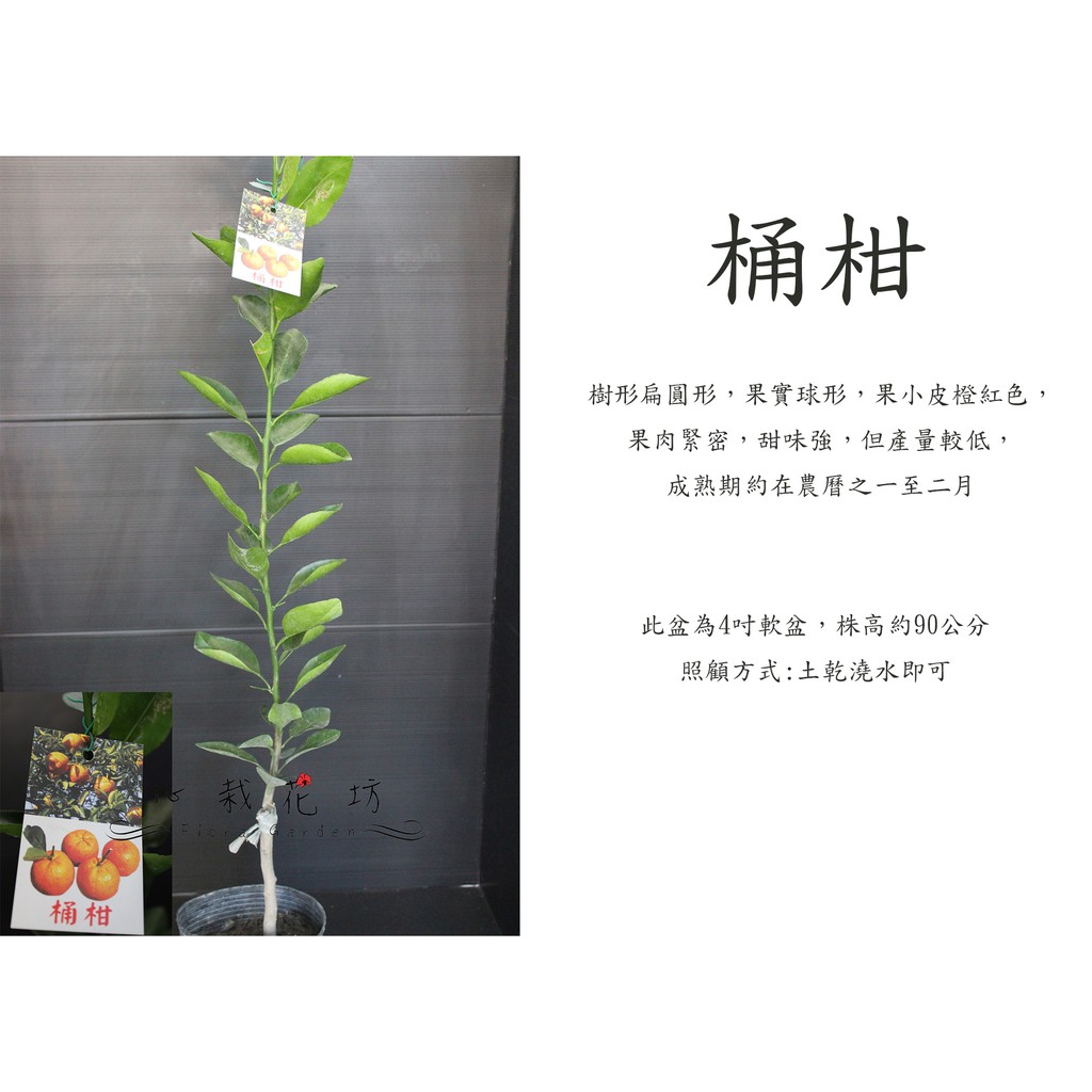 心栽花坊 桶柑 水果苗 嫁接苗 柑橘類 售價180特價150 蝦皮購物