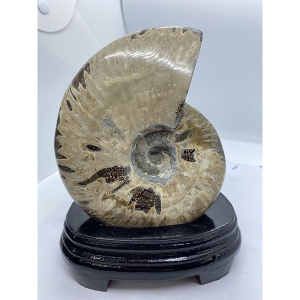 D2822鸚鵡螺化石－斑彩螺（Ammolite）玉 化 閃七彩光 透光 送專屬訂製木座