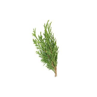 法國絲柏精油 Cypress French Essential Oil 草本植物純精油 純天然精油-