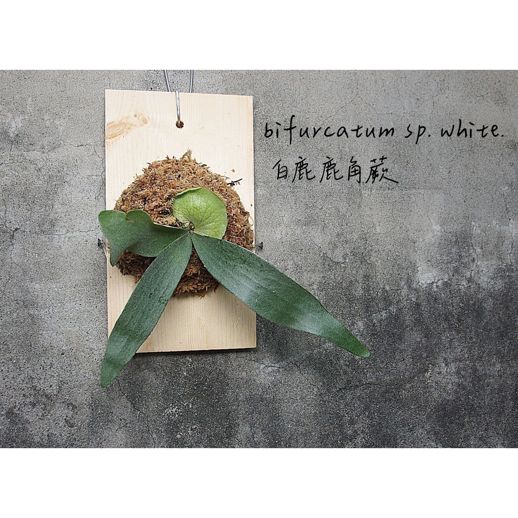 &lt;美心花園&gt;上板植物 上板鹿角蕨 白鹿 bifurcatum sp. white(日本白鹿)  已上板 可直接掛牆