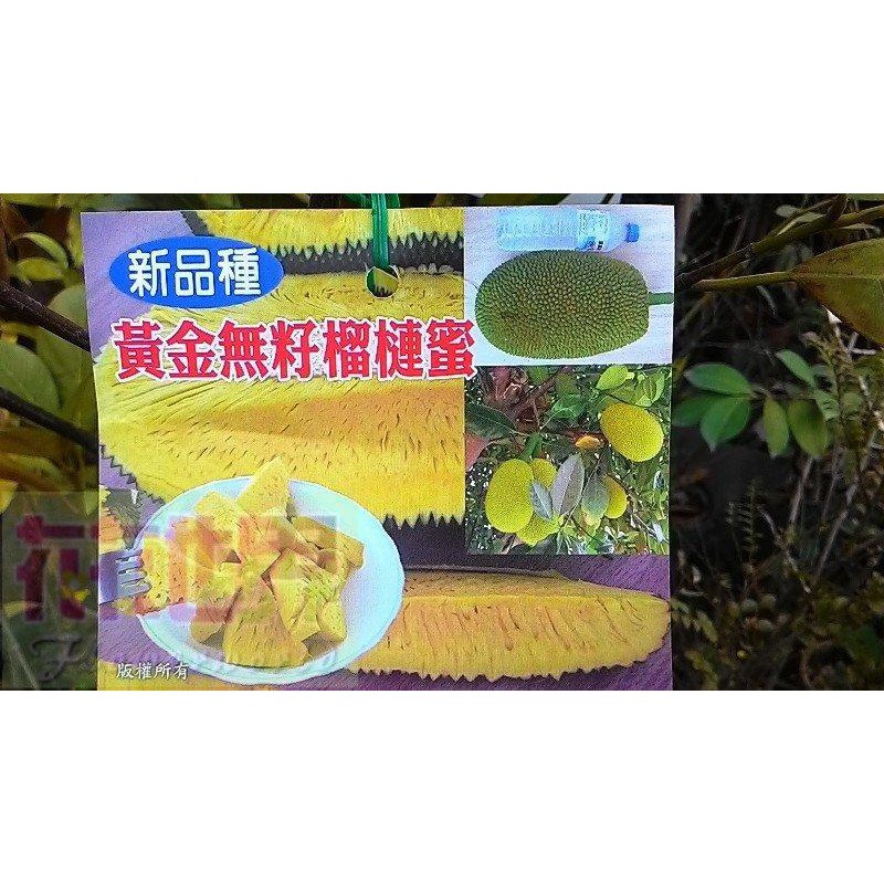 水果苗  黃金無籽榴槤蜜 黃金無核榴槤蜜  4吋盆高30-50cm綿密好吃【花花世界玫瑰園】