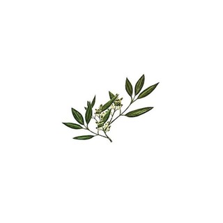 純精油 山雞椒精油 Litsea Cubeba Essential Oil 植物草本純精油-